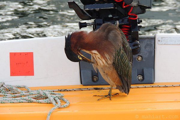 Preening.