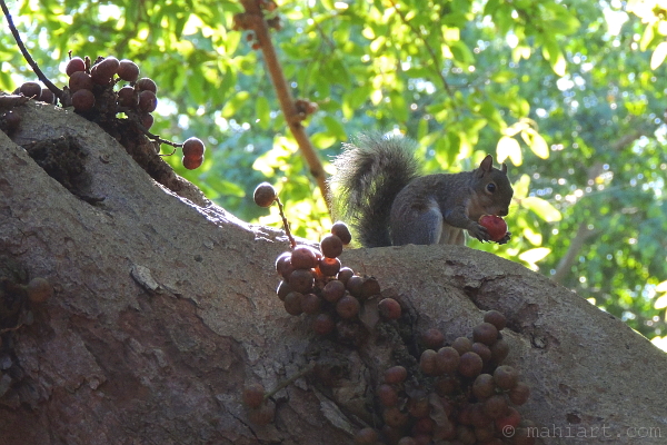 Squirrel breakfast.