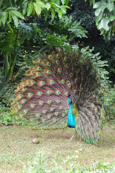 Peacock.