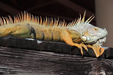Iguana.