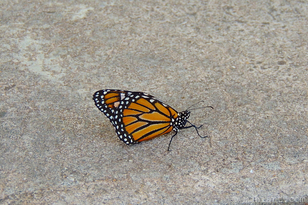 Monarch butterfly.