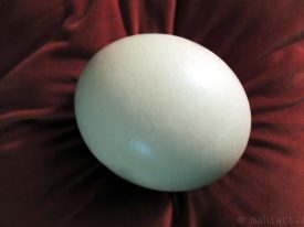 Ostrich egg.