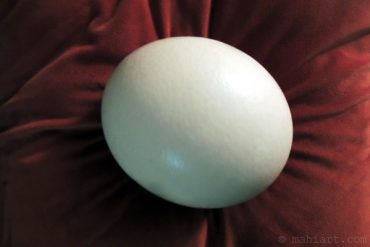 Ostrich egg.