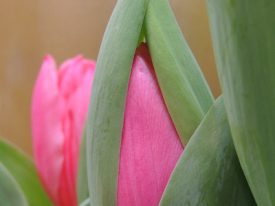 Hot pink tulips.