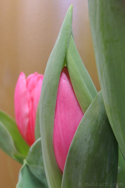 Hot pink tulips.