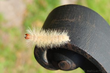 Rubber tree caterpillar.