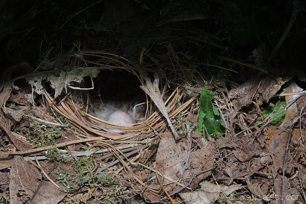 In the nest.