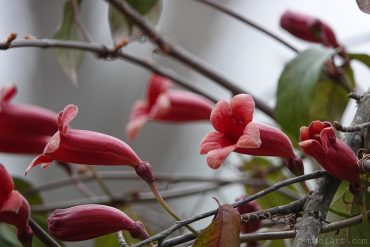 Red trumpet vine.