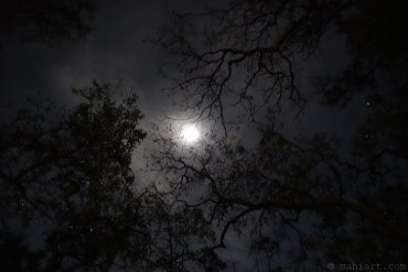 Through the trees.