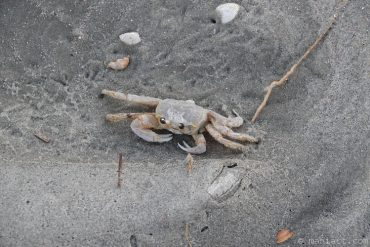 Crab on sand.