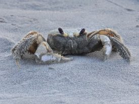 Sand on crab.