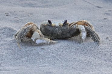 Sand on crab.