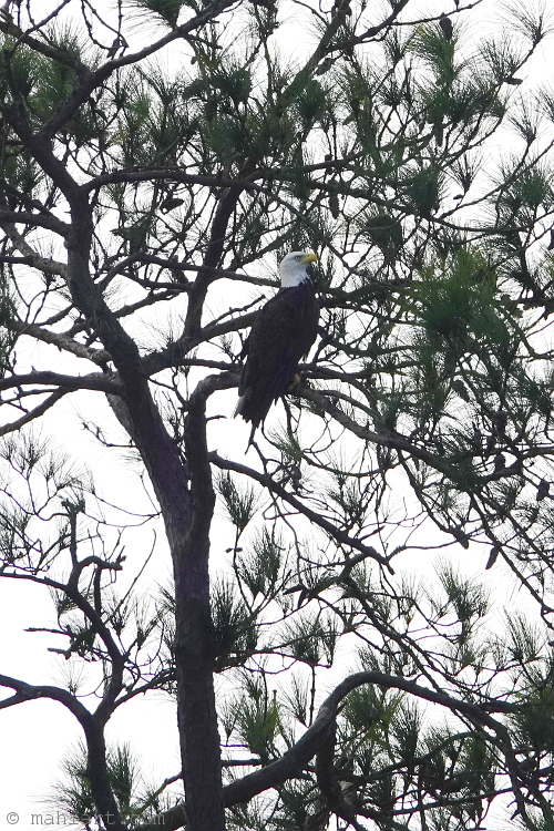 Bald eagle.