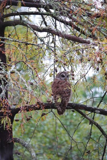 Barred owl.