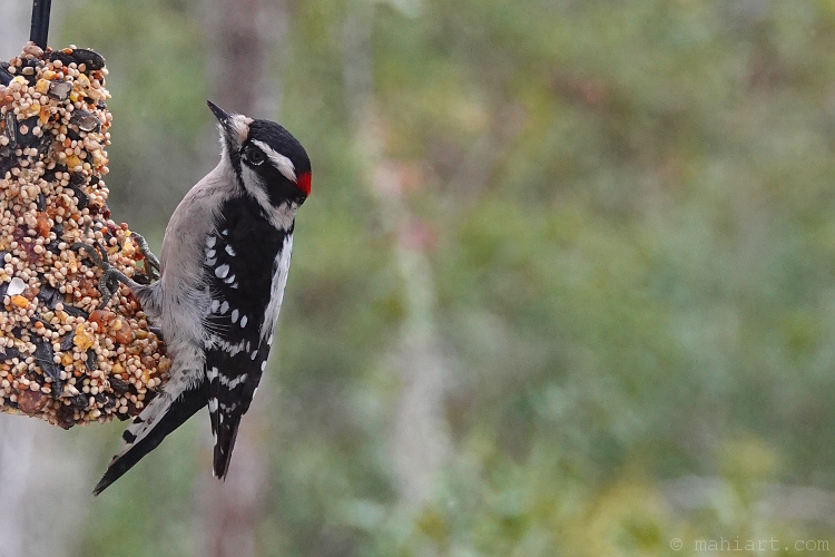 Downy woodpecker.