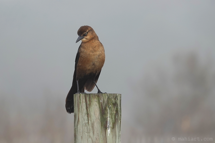 Boat-tailed grackle.