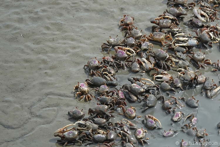 Crab crowd.