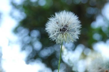 Dandelion seeds.