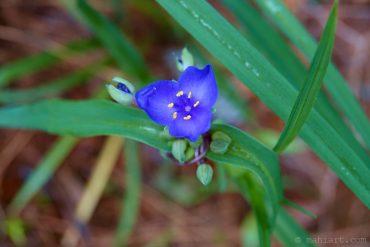 Spiderwort.