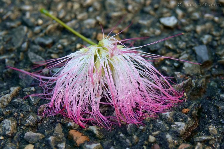 Bottle brush flower.