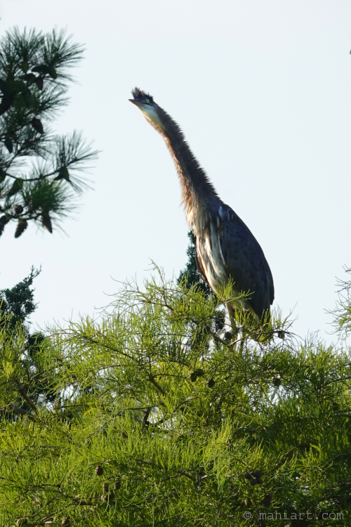 Heron stink eye.