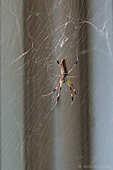 Banana spider.