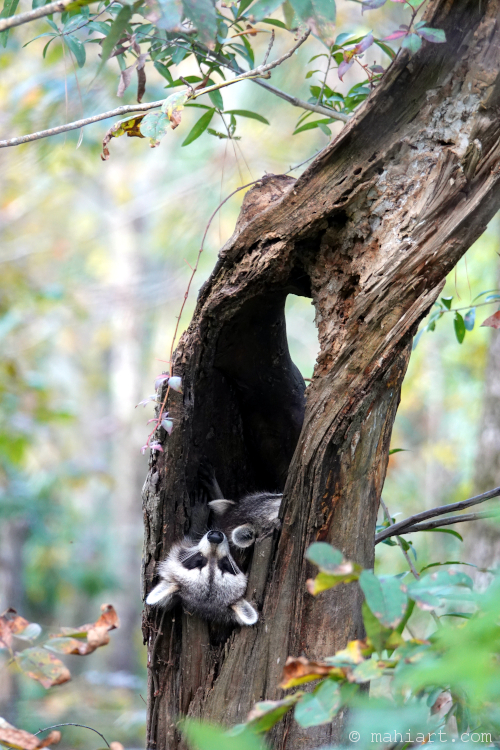 Raccoon family nap.