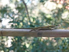Green anole.