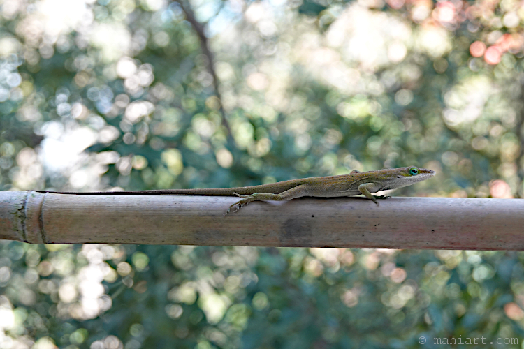 Green anole.