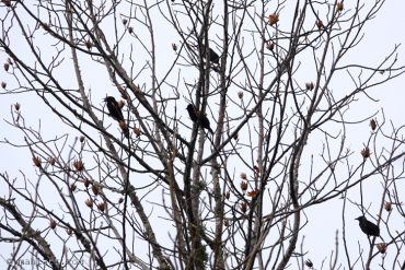 Red-winged blackbirds.