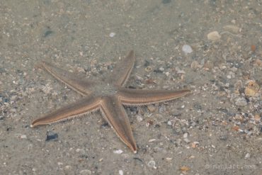 Starfish.