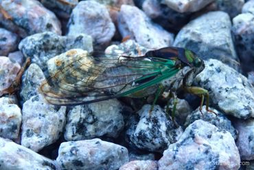 Cicada