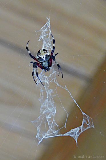 Red-femured spotted orbweaver.