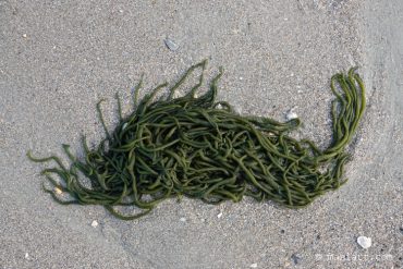 Seaweed.