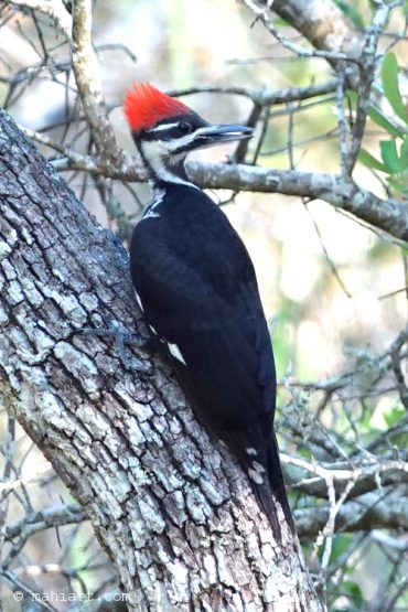 Woodpecker.