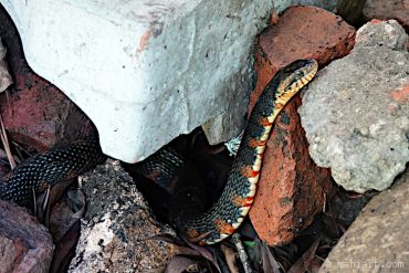 Water snake.