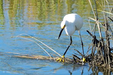 Shrimping.