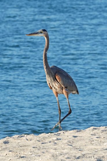 Beach walk.