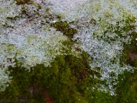 Icy moss.