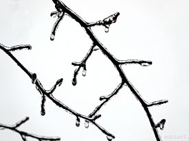 Icy twigs.