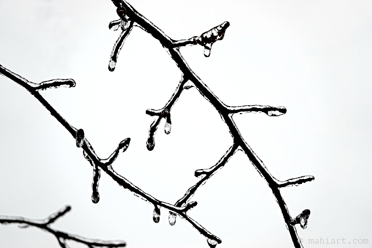 Icy twigs.