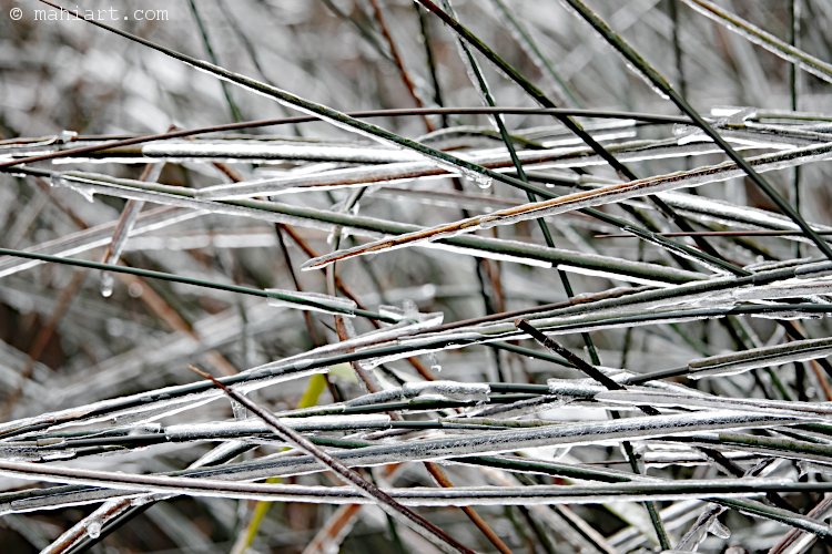 Icy grass.